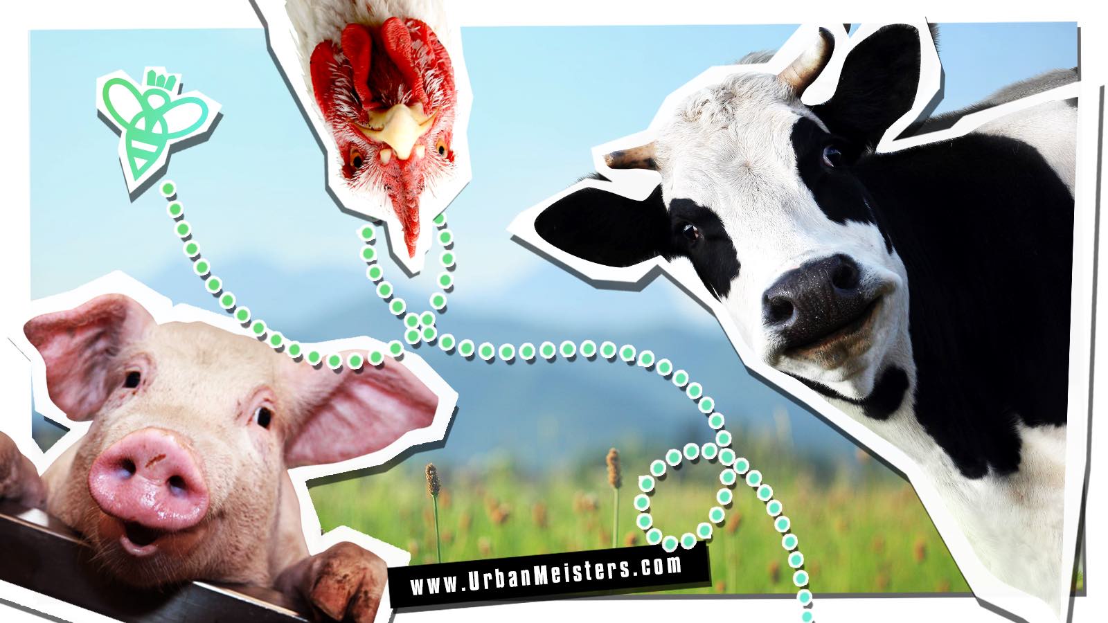 Dairy vs Milk Alternatives